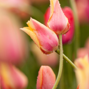 Tulips Photo
