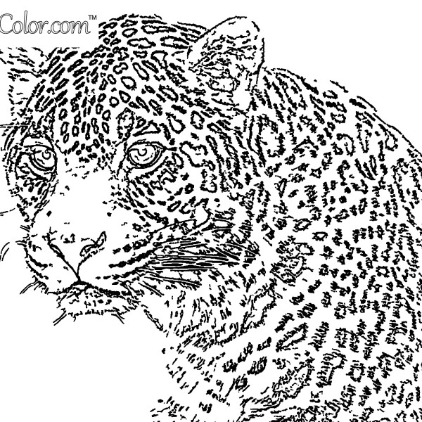 Leopard Stare Coloring Page