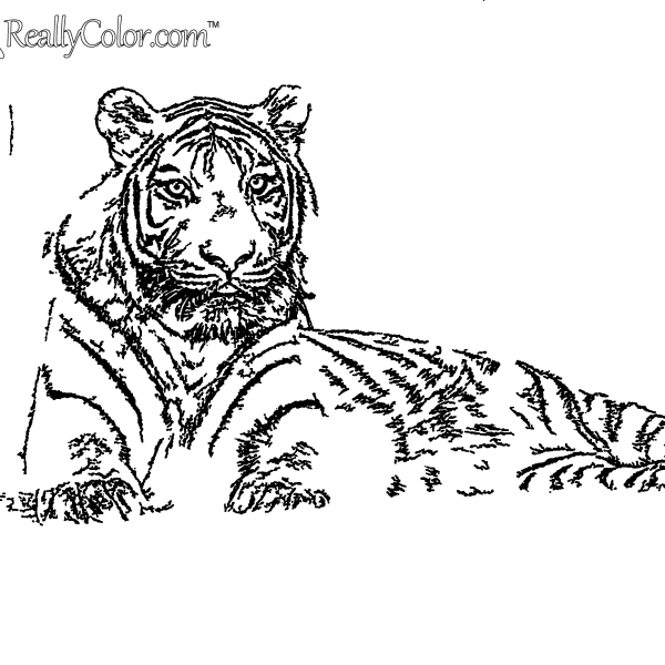 Tiger Lying Down Coloring Page