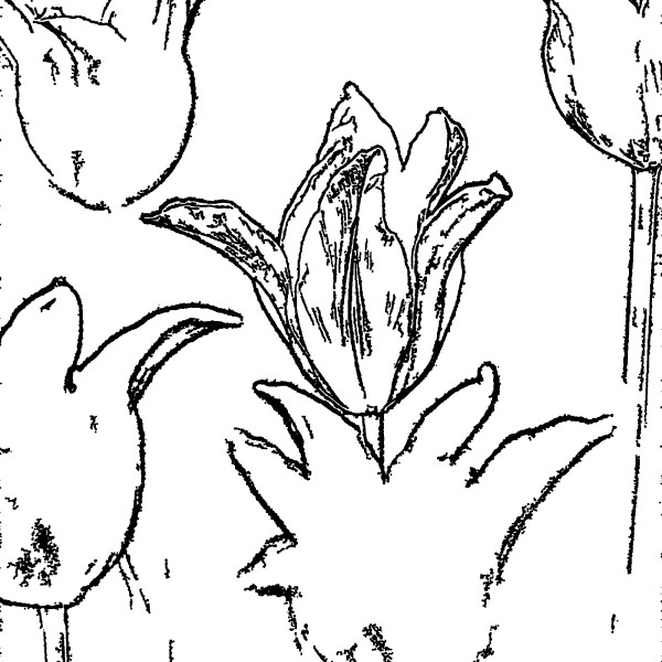 Tulips Coloring Page