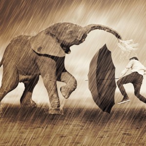 Elephant Rain Dance Photo