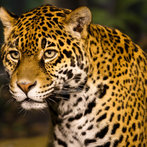 Leopard Stare Photo