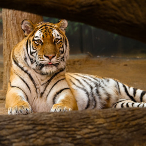 Tiger Lying Down Photo