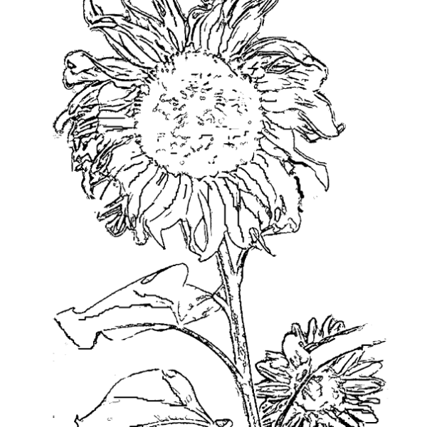 ReallyColor User Hall of Fame - Sunflower Coloring Page