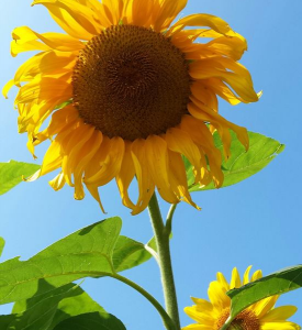 ReallyColor User Hall of Fame - Sunflower Photo