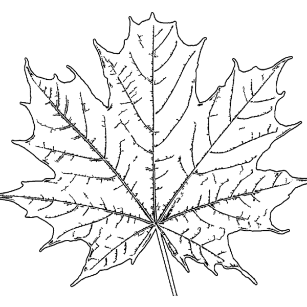 ReallyColor User Hall of Fame - Leaf Coloring Page