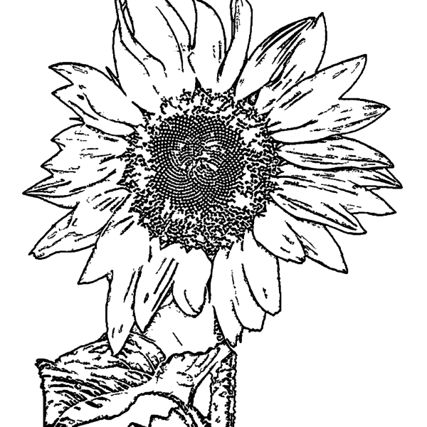 ReallyColor User Hall of Fame - Sunflower Coloring Page