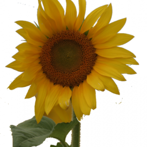 ReallyColor User Hall of Fame - Sunflower Photo