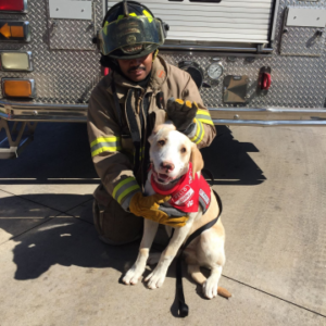 ReallyColor User Hall of Fame - Fireman Dog Photo