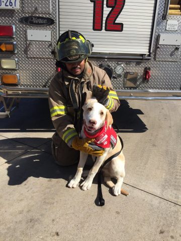 ReallyColor User Hall of Fame - Fireman Dog Photo
