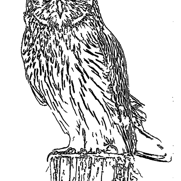ReallyColor User Hall of Fame - Owl Coloring Page