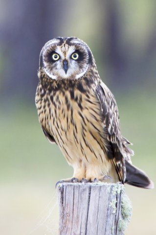 ReallyColor User Hall of Fame - Owl Photo