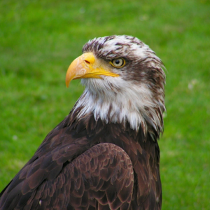 ReallyColor Hall of Fame - Soaring Eagle Photo