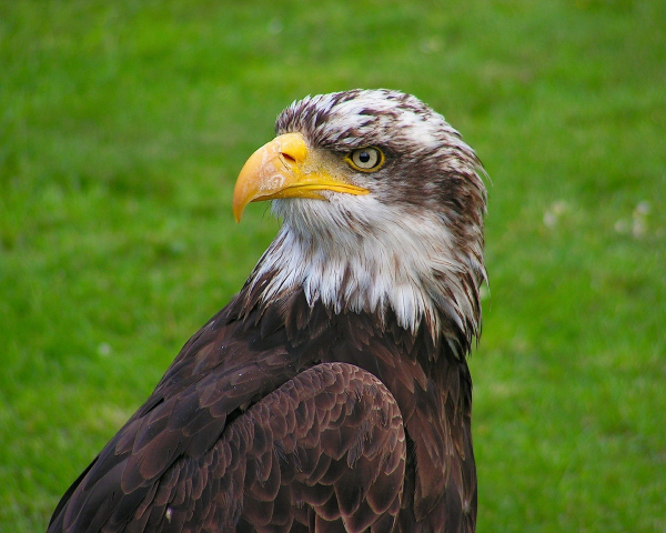 ReallyColor Hall of Fame - Soaring Eagle Photo