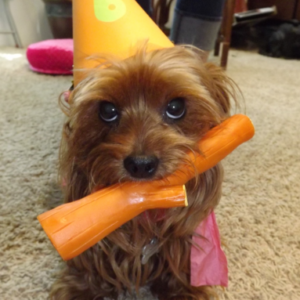 ReallyColor - Birthday Dog Photo