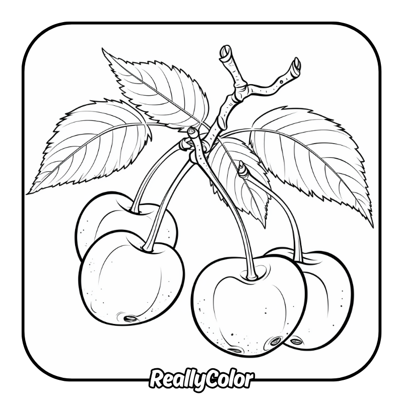 Free printable Cherry coloring pages