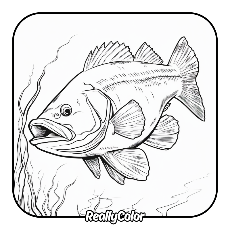 Free printable Bass fish coloring pages