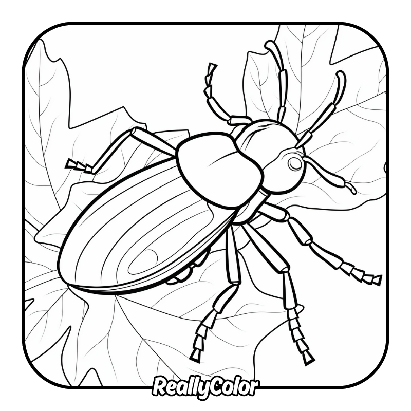 Free printable Beetle coloring pages