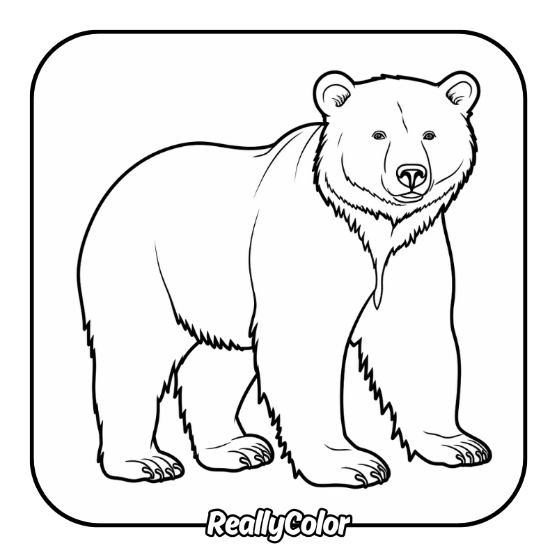 Free printable Brown bear coloring pages