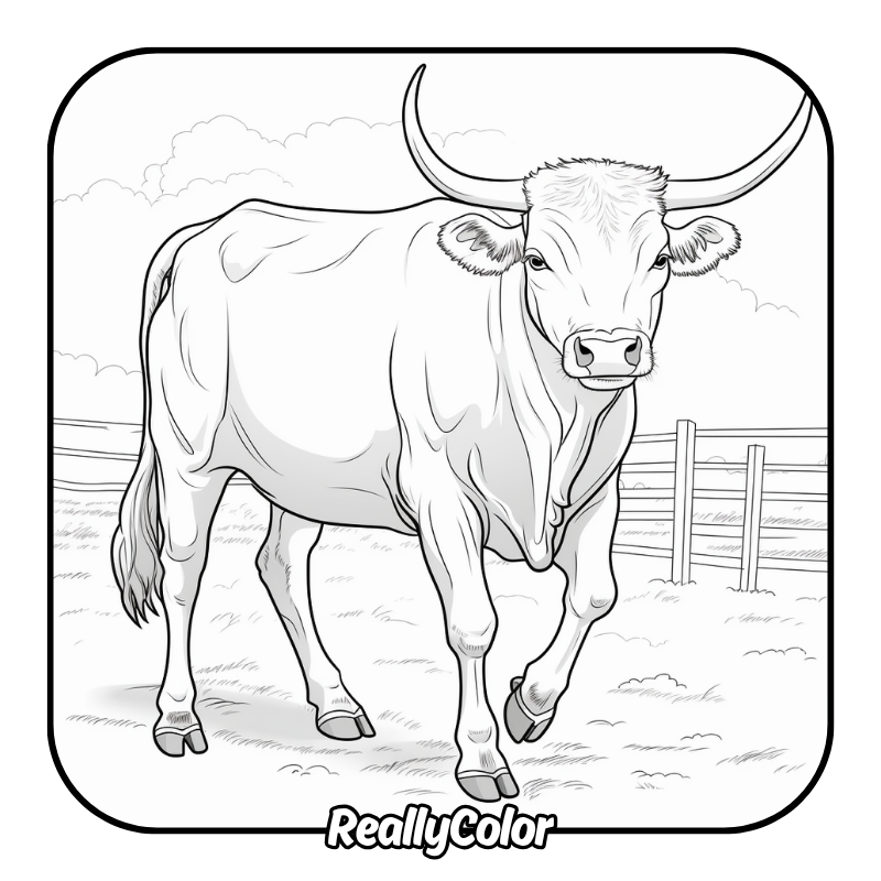 Free printable Bull coloring pages
