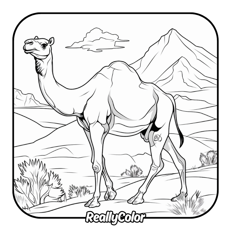 Free printable Camel coloring pages