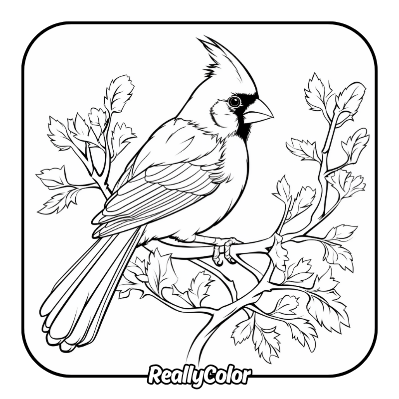 Free printable Cardinal coloring pages