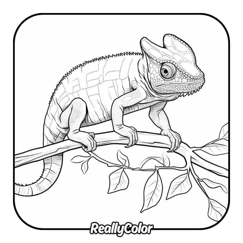 Free printable Chameleon coloring pages