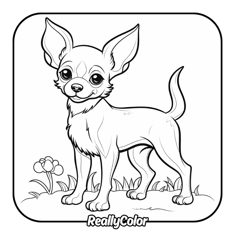 Free printable Chihuahua coloring pages