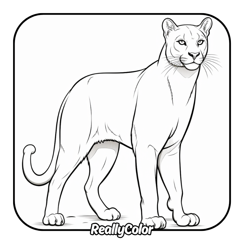 Free printable Cougar coloring pages