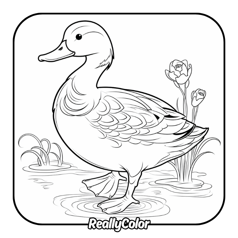 Free printable Duck coloring pages